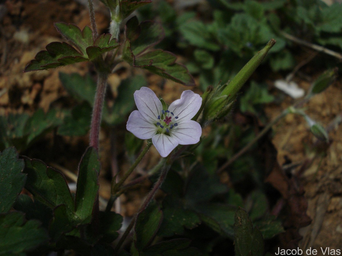 Geranium nepalense Sweet